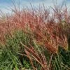 Miscanthus 'Red Zenith' -Garden Care Shop MISREZE