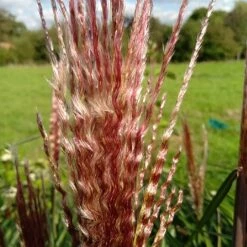 Miscanthus 'Red Zenith' -Garden Care Shop MISREZE 2