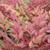 Nandina Domestica 'Obsessed' -Garden Care Shop NANOBSE