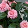Patio Rose Kelley Hit Rose -Garden Care Shop PATIOROS