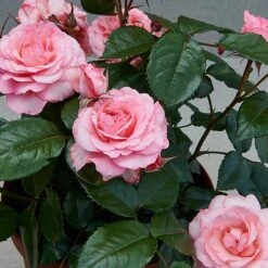 Patio Rose Kelley Hit Rose