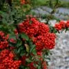 Pyracantha Coccinea 'Red Star' -Garden Care Shop PYRAREDSTAR