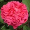 Rose De Rescht Shrub Rose -Garden Care Shop ROSEDER