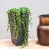 String Of Pearls (Senecio Rowleyanus) - Various Sizes -Garden Care Shop SENEANUS