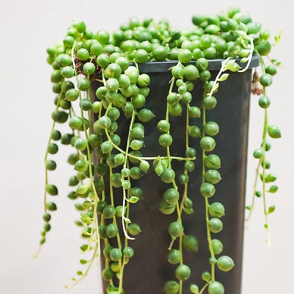 String Of Pearls (Senecio Rowleyanus) - Various Sizes 4 String Of Pearls (Senecio Rowleyanus) - Various Sizes - Image 2