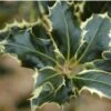 Ilex Aquifolium 'Argentea Marginata' -Garden Care Shop SHILAMA