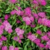Spiraea 'Japonica Shirobana' -Garden Care Shop SPIRDJAPSHIR
