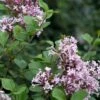 Syringa 'Meyeri Palibin' 2 Syringa 'Meyeri Palibin' -Garden Care Shop SYRMEYPAL