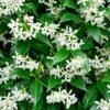 Trachelospermum Jasminoides -Garden Care Shop TRACHJASMI
