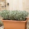Deep Trough 80cm - 2 Colours Available -Garden Care Shop TSC5152