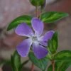 Vinca Major 'Maculata' -Garden Care Shop VINMAMA