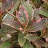 Weigela Florida 'Monet' -Garden Care Shop WEIFLOMON