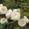 William & Catherine English Shrub Rose -Garden Care Shop WILLCATH
